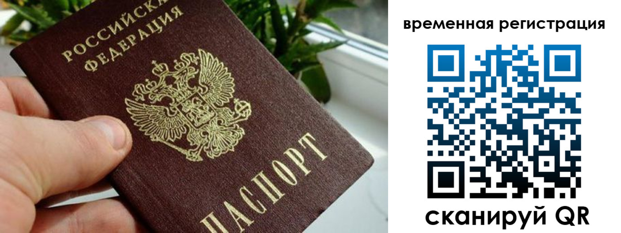 прописка поиск в Купино